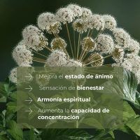 AROMA_HOGAR-RECAMBIO-MIKADO-RAIZ-ANGELICA-200ML-03